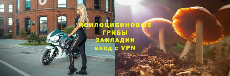 Псилоцибиновые грибы Psilocybe  omg ссылки  Серпухов 